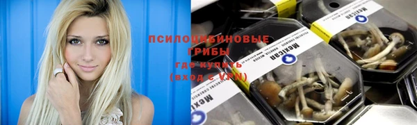 PSILOCYBIN Армянск
